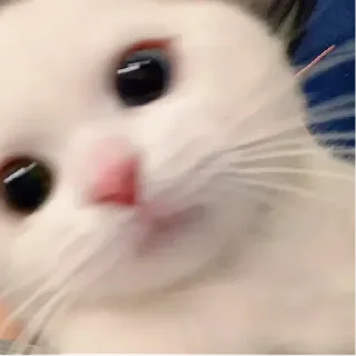 White Cat Meme