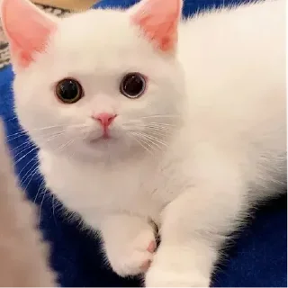 White Cat Meme