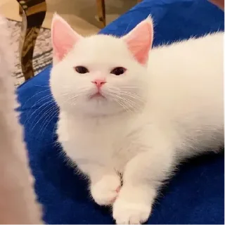 White Cat Meme