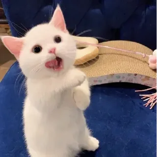 White Cat Meme