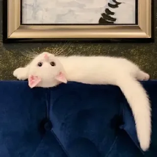 White Cat Meme